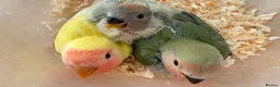 Lovebirds birds for sale: Beautiful, Hand-Raised Baby Lovebirds Ready Soon🦜 - Advert 1
