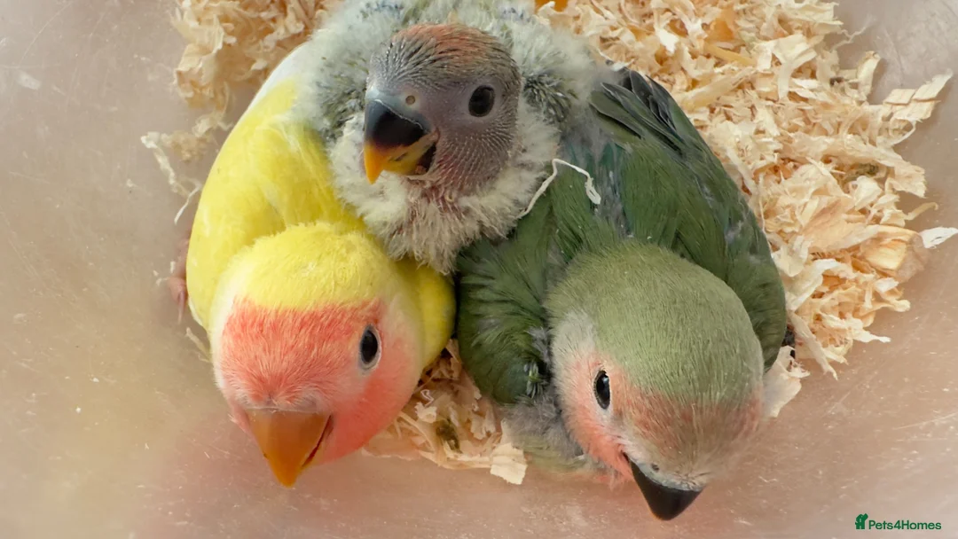 Lovebirds birds for sale: Beautiful, Hand-Raised Baby Lovebirds Ready Soon🦜 - Advert 1