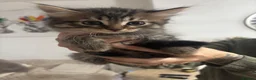 Mixed Breed cats for sale: Mixed breed kittens 8 weeks old  - Advert 7