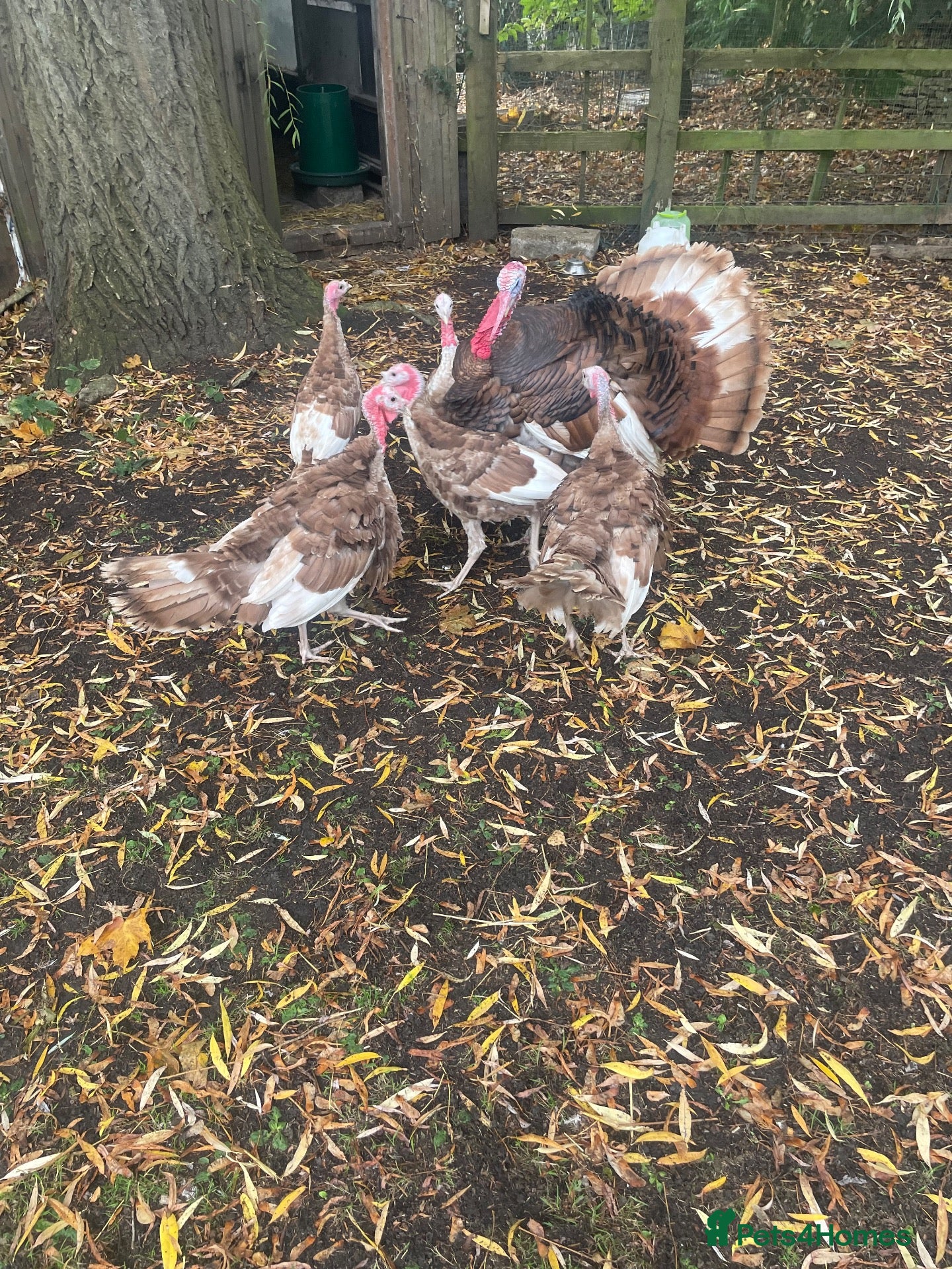 Turkeys poultry Bourbon Red turkey poults for sale  - Advert 11