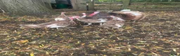 Turkeys poultry for sale: Bourbon Red turkey poults for sale  - Advert 1