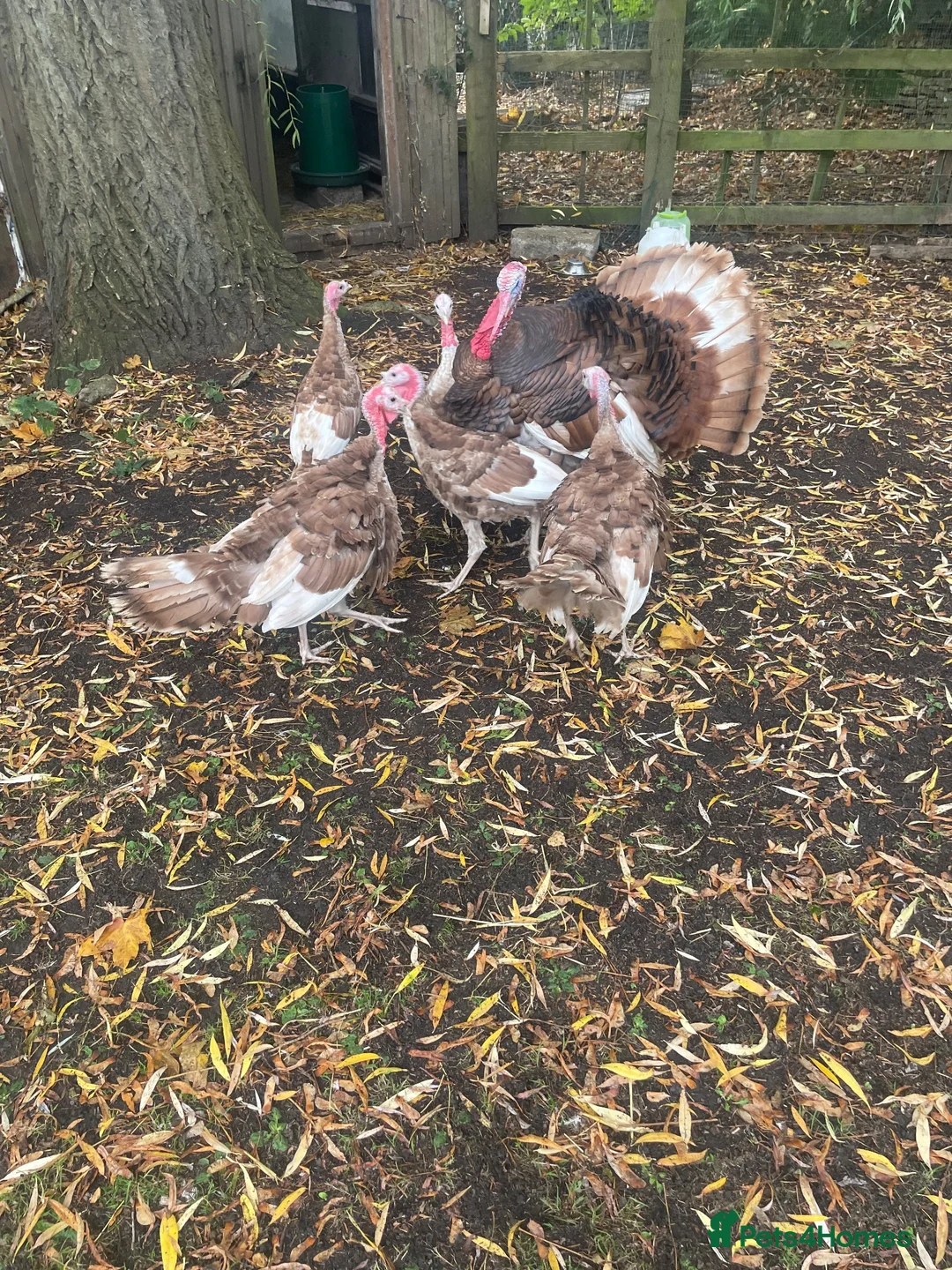 Turkeys poultry for sale: Bourbon Red turkey poults for sale  - Advert 1