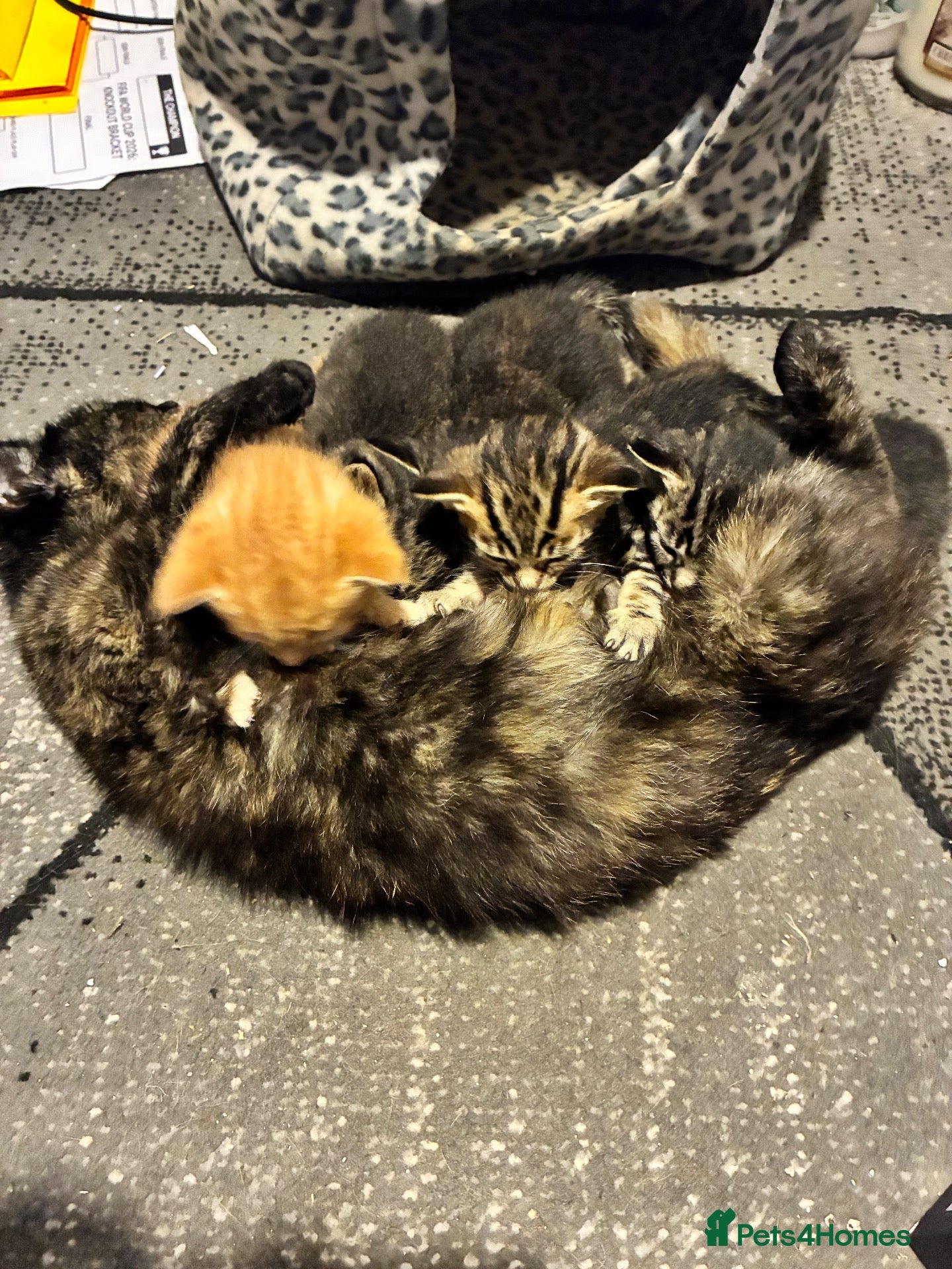 Mixed Breed cats Beautiful kittens. - Advert 1