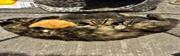 Mixed Breed cats for sale: Beautiful kittens. in Derby - Advert 1