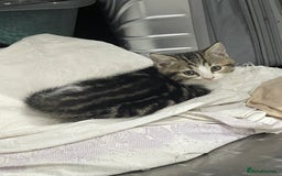 British Shorthair cats for sale: 8 weeks old kittens Ready to be Homed - Image 5