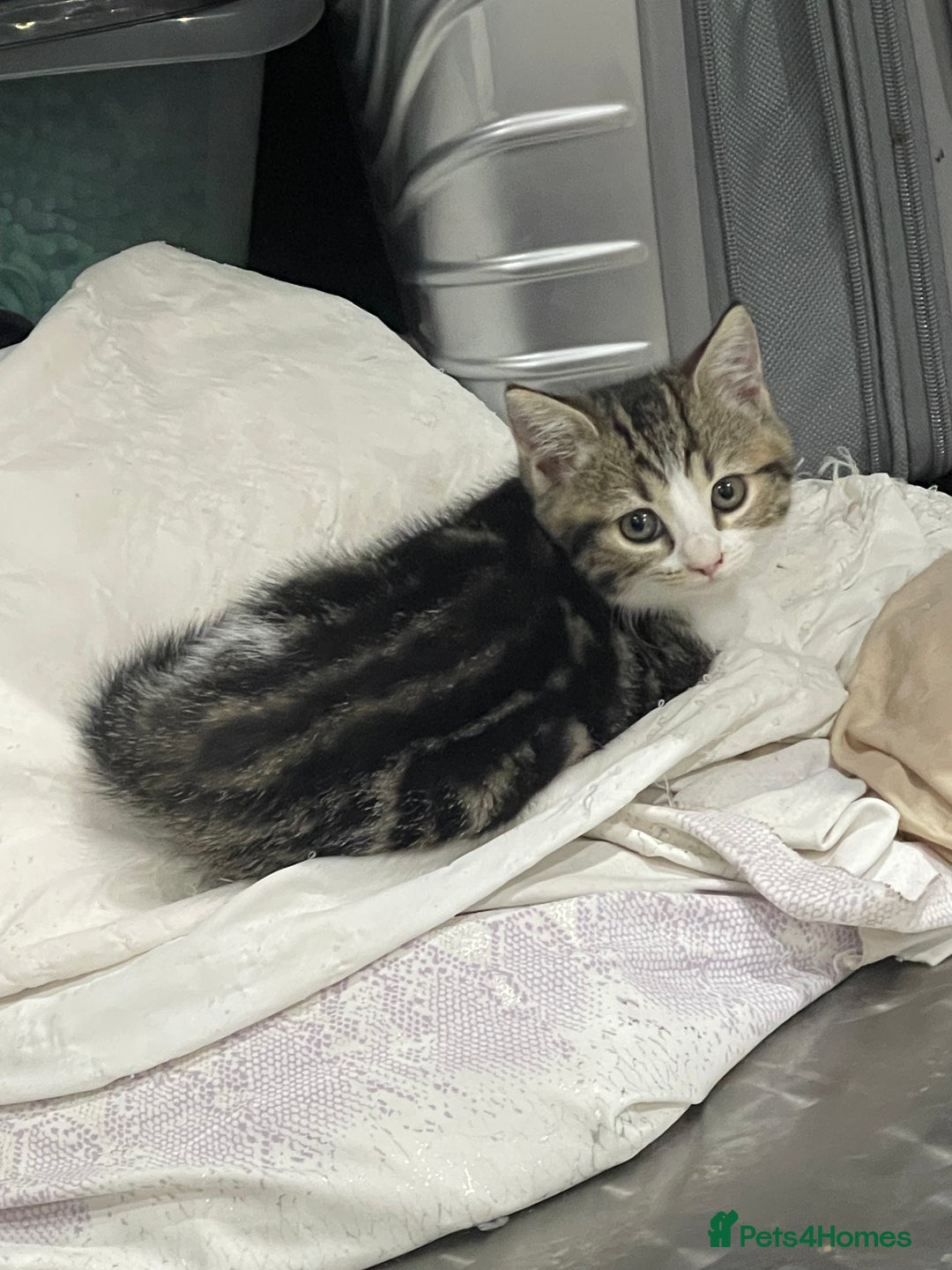 British Shorthair cats for sale: 8 weeks old kittens Ready to be Homed - Image 5