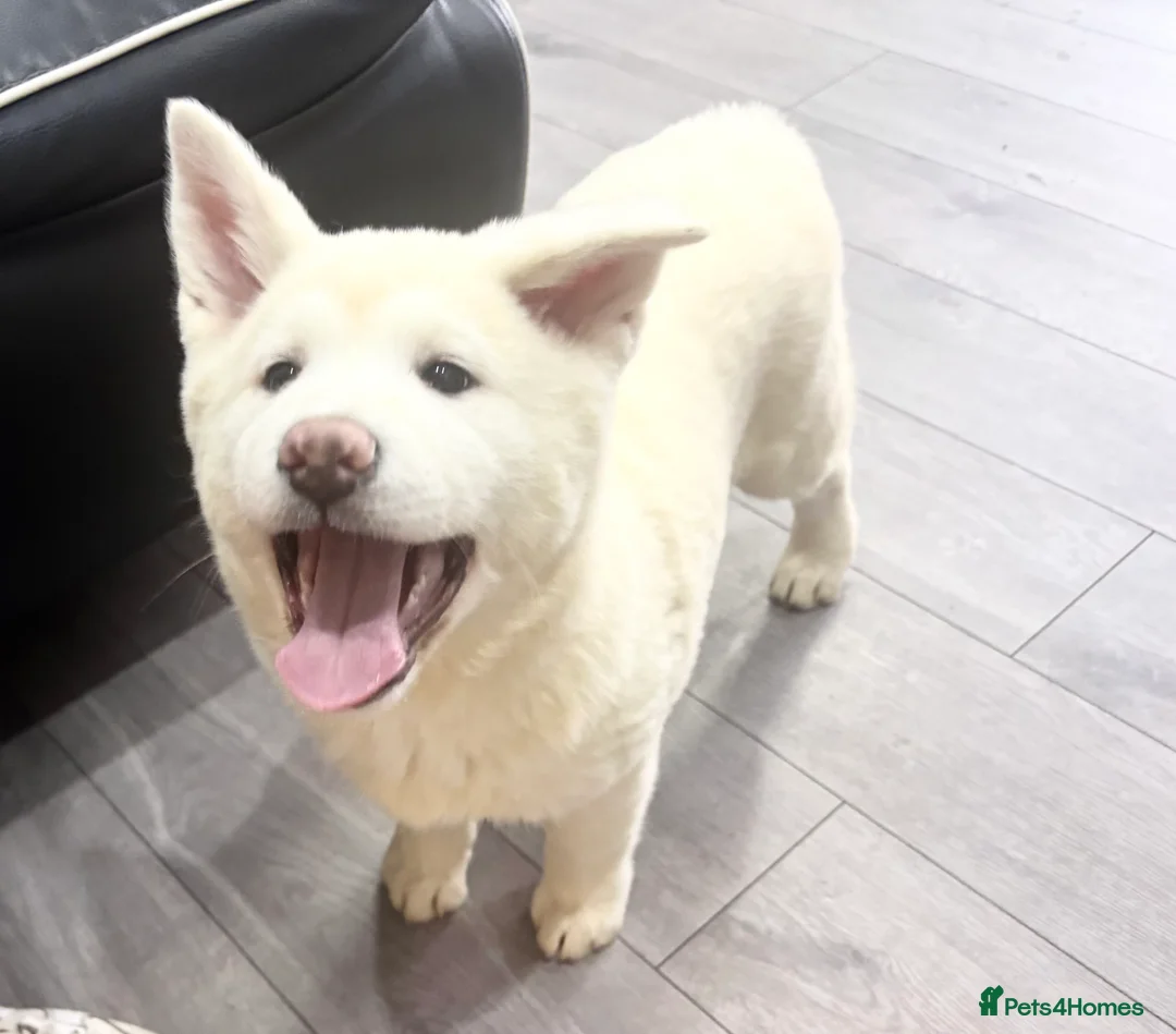 Japanese Akita Inu dogs for sale: Japanese Akita Inu - Advert 4