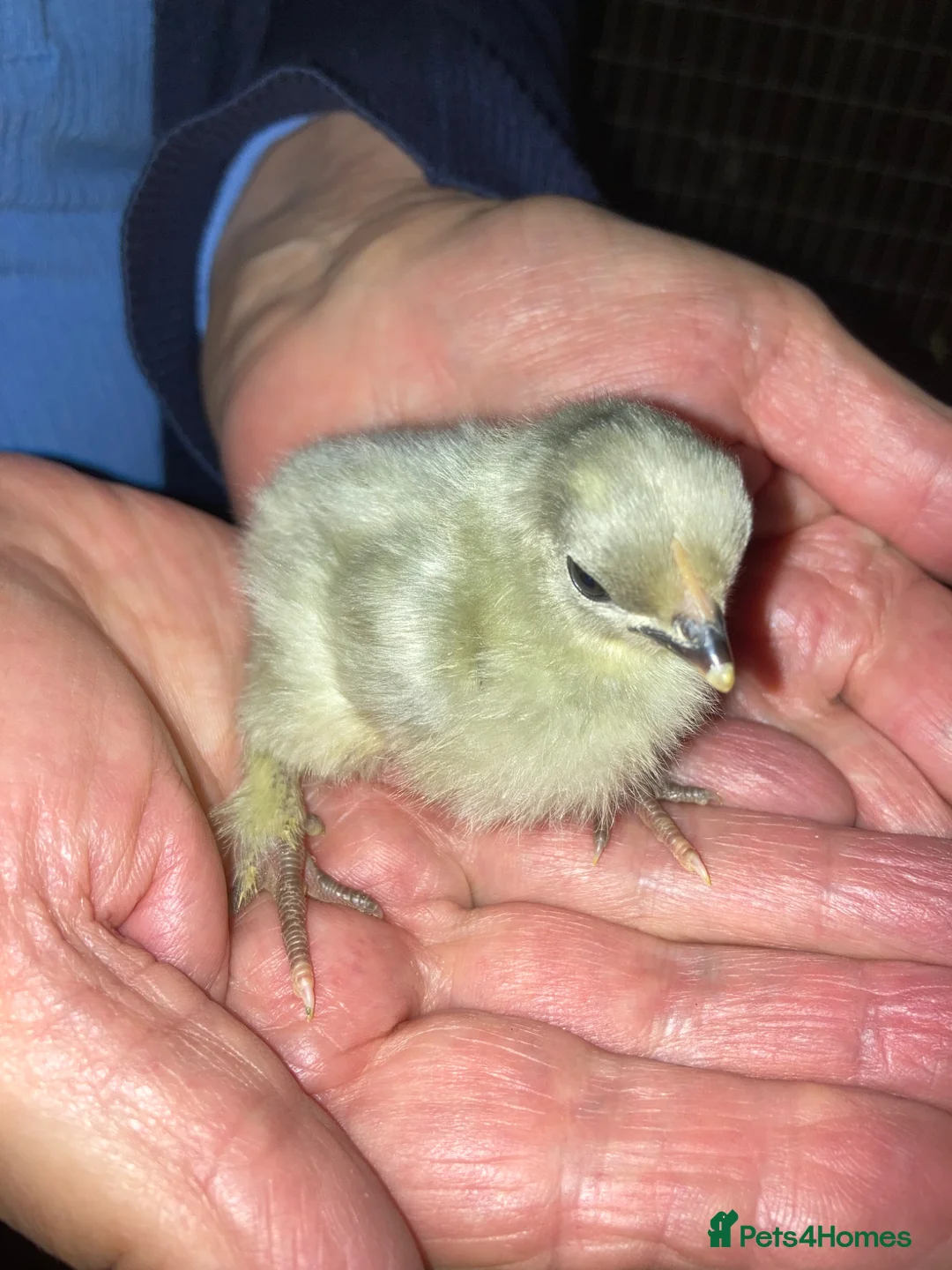 Chickens poultry for sale: Lavender Pekin bantam pullets (hens)  - Advert 5