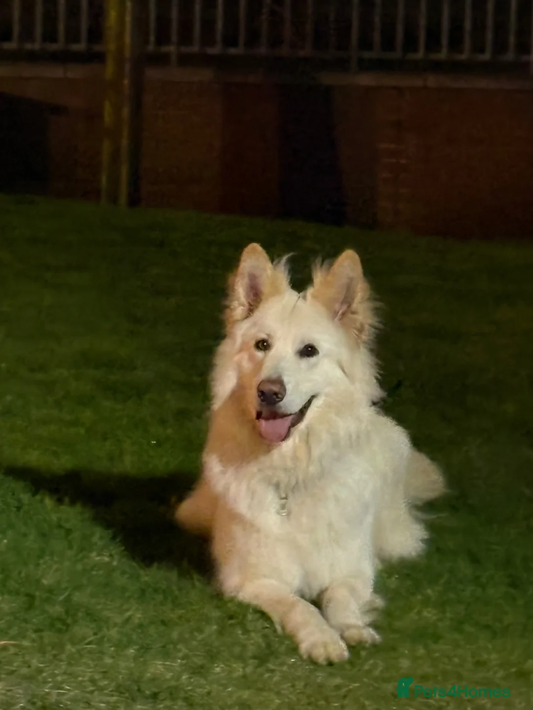 German Shepherd dogs for sale: Moonlight in Glasgow - Advert 2