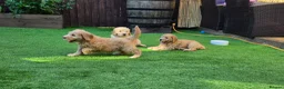 Goldendoodle dogs for sale: 🦮 Adorable F3 Goldendoodle. Parents DNA clear. - Advert 15