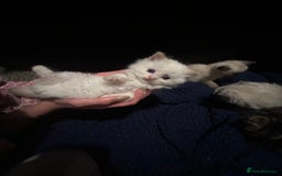 Ragdoll cats for sale: Kitten  - Advert 3