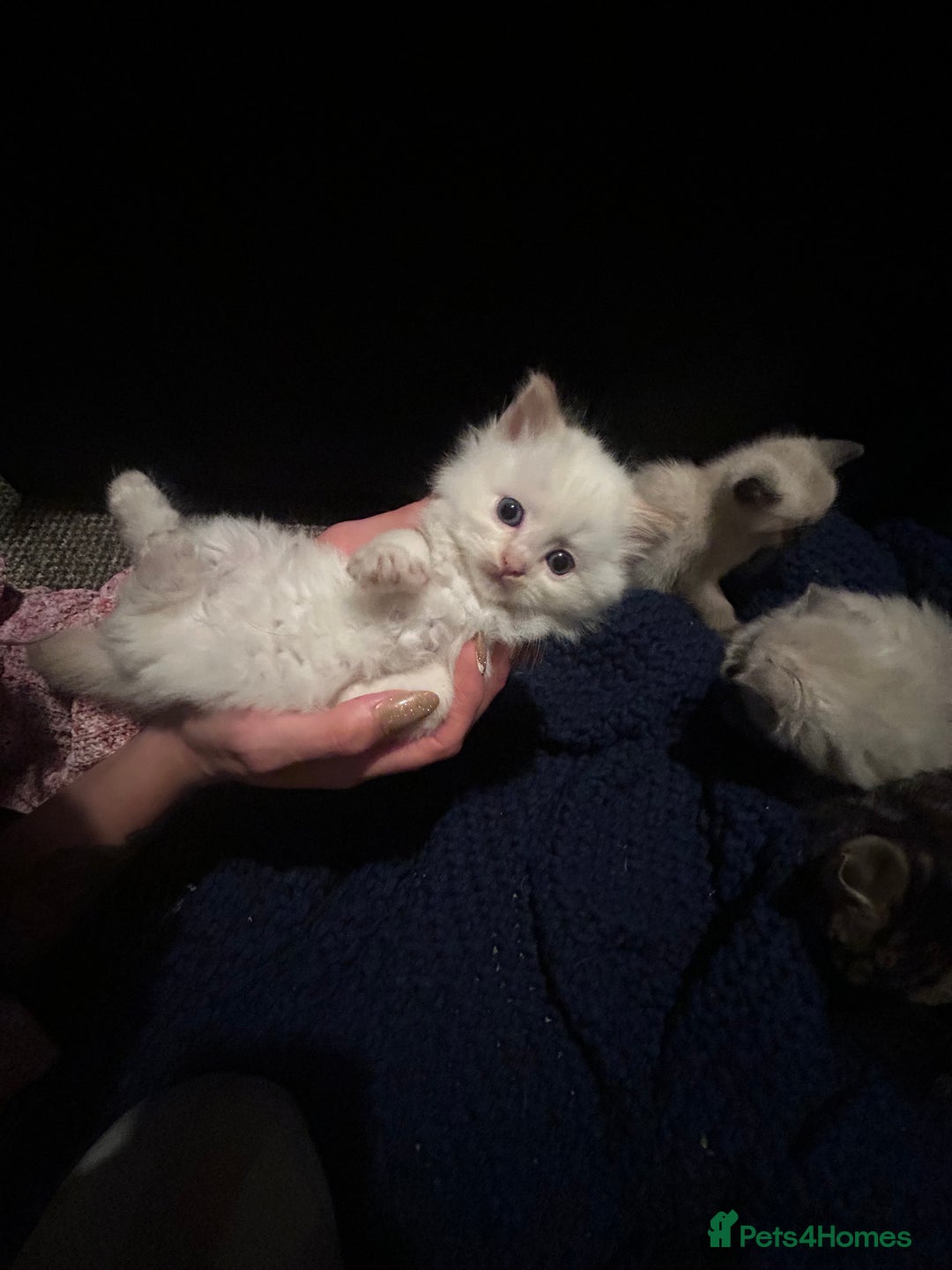 Ragdoll cats for sale: Kitten  - Advert 3