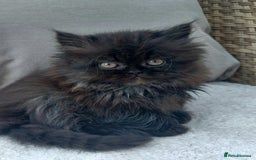 Persian cats for sale: Pure Persian - Image 1