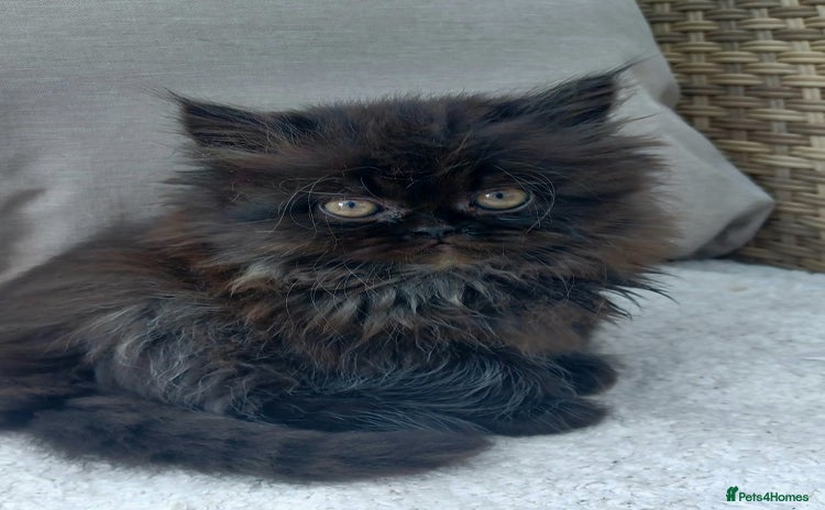 Persian cats - Advert 12