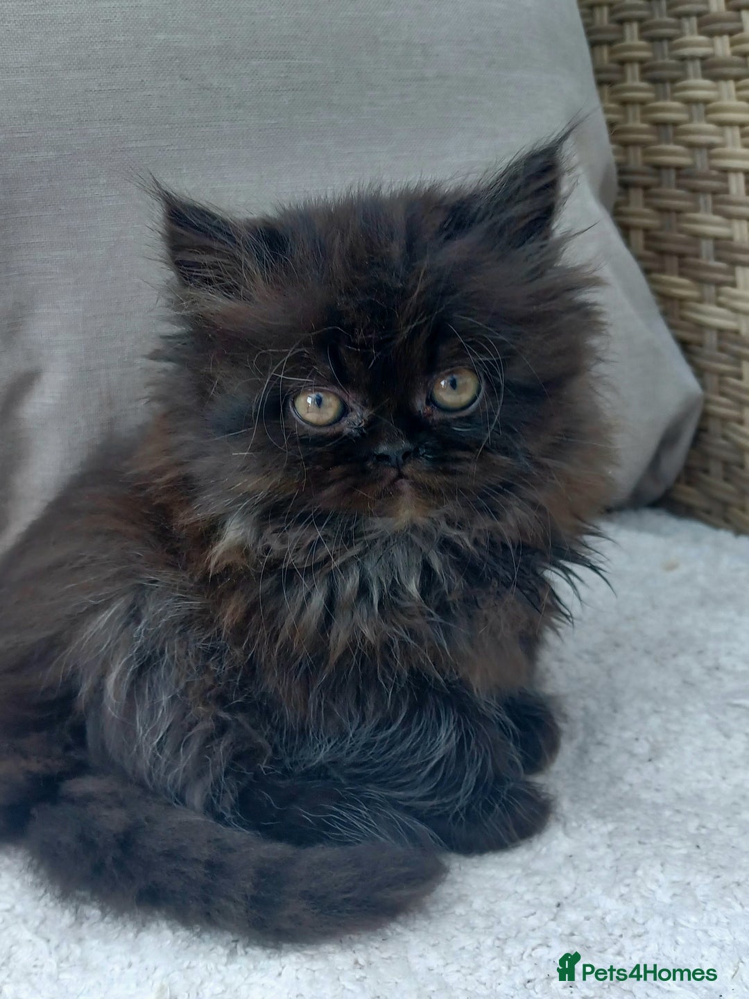 Persian cats for sale: Pure Persian - Image 1
