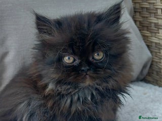 Persian cats - Advert 14