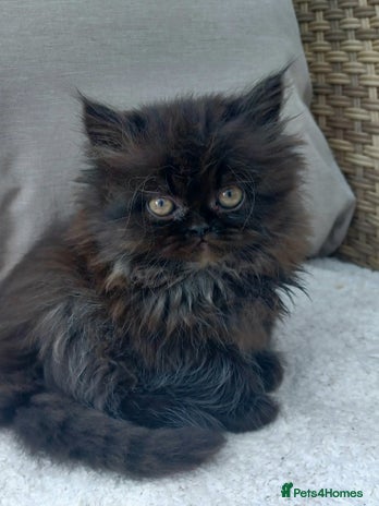 Persian cats - Advert 11