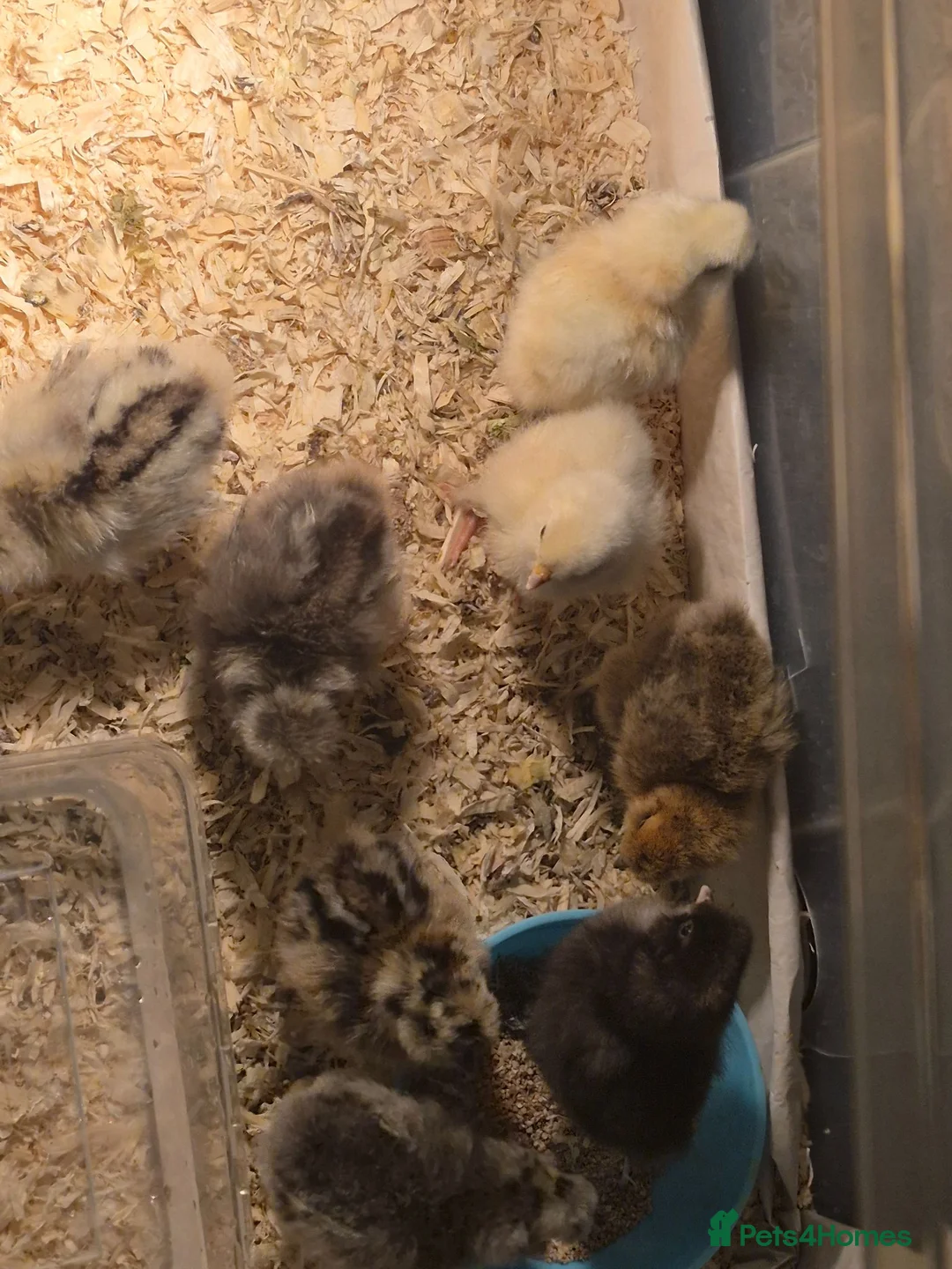 Chickens poultry for sale: Silkie chicks  in Manchester - Advert 2