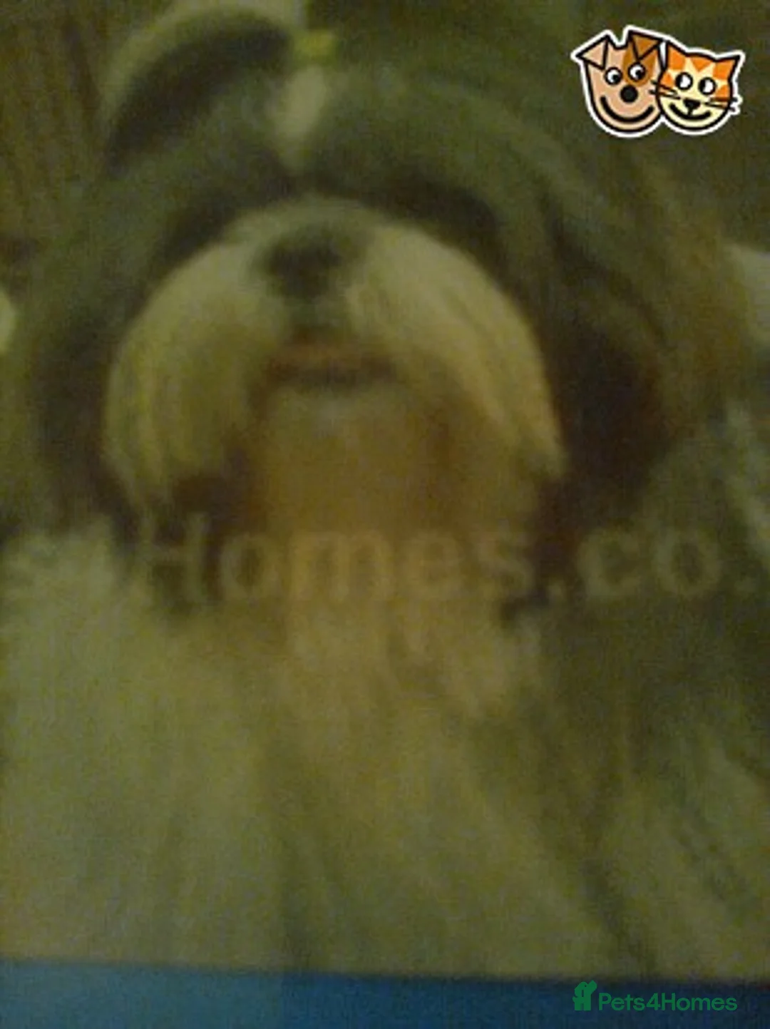 Shih Tzu dogs for stud: KC HARROPINE LUSTY DUSTY FOR STUD ONLY in Bridgend - Advert 13