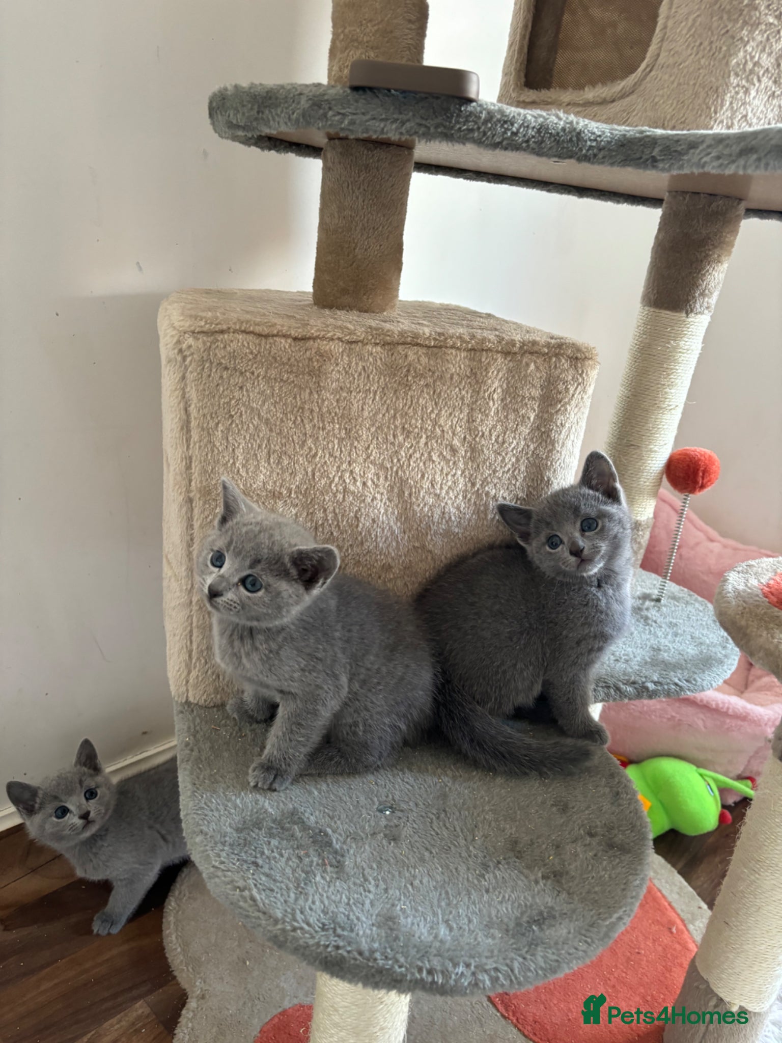 Russian Blue cats TICA PURE PEDIGREE RUSSIAN BLUE KITTENS  - Advert 1