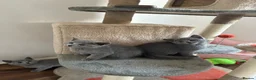 Russian Blue cats for sale: TICA PURE PEDIGREE RUSSIAN BLUE KITTENS  - Advert 8