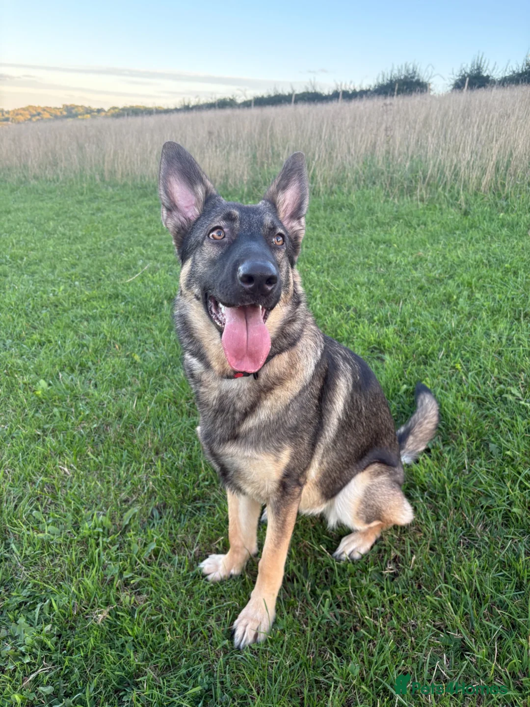 Mixed Breed dogs for sale: German sheppard X staffie cross puppies  - Advert 1