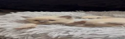 Ragdoll cats for sale: Ragdoll kittens  in Glenrothes - Advert 1