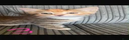 Mixed Breed cats for sale: 5 beautiful kittens  - Advert 10