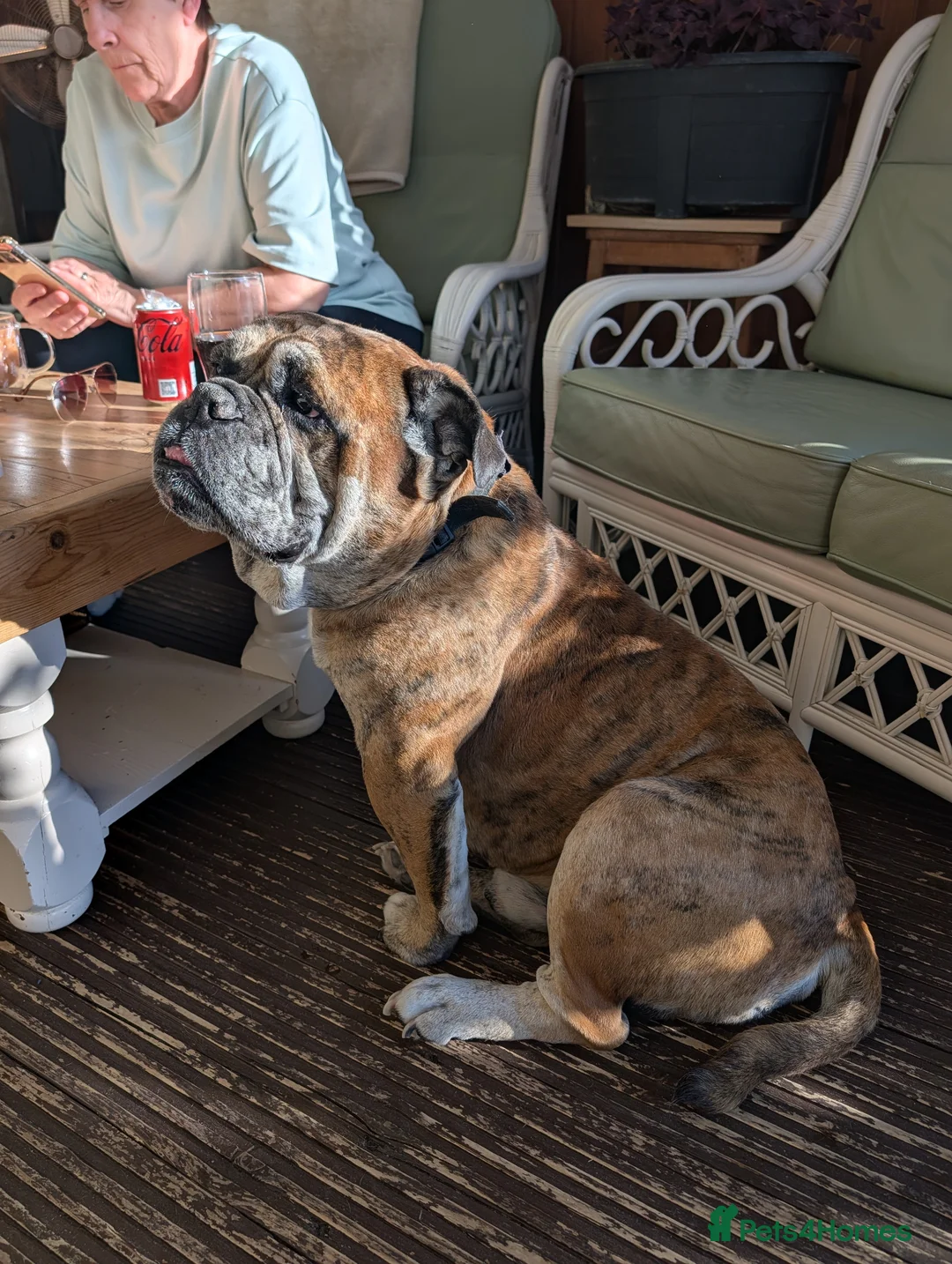 Old Tyme Bulldog dogs for sale: Old tyme bulldog  - Advert 2