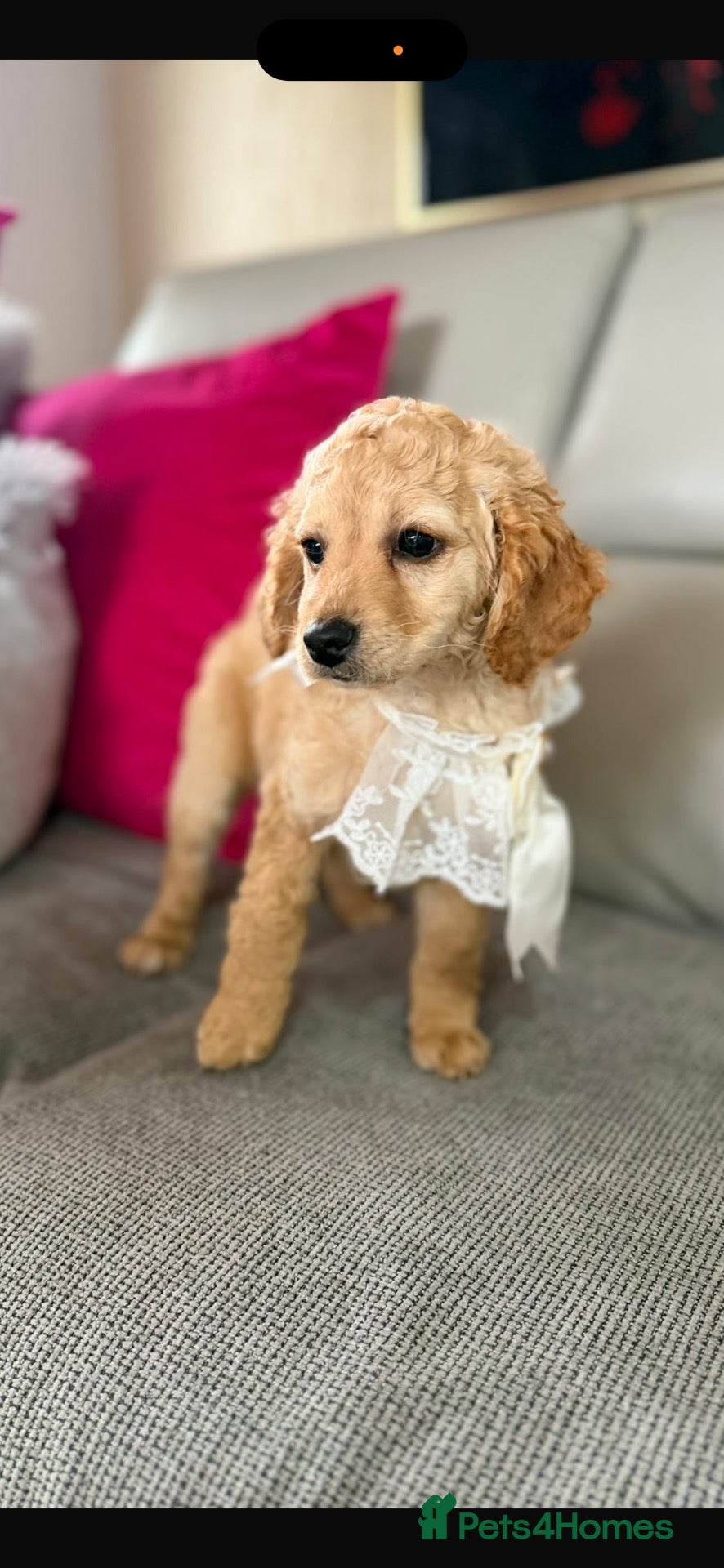 Cockapoo dogs Beautiful girl yankydoodles  - Advert 2