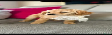 Cockapoo 1