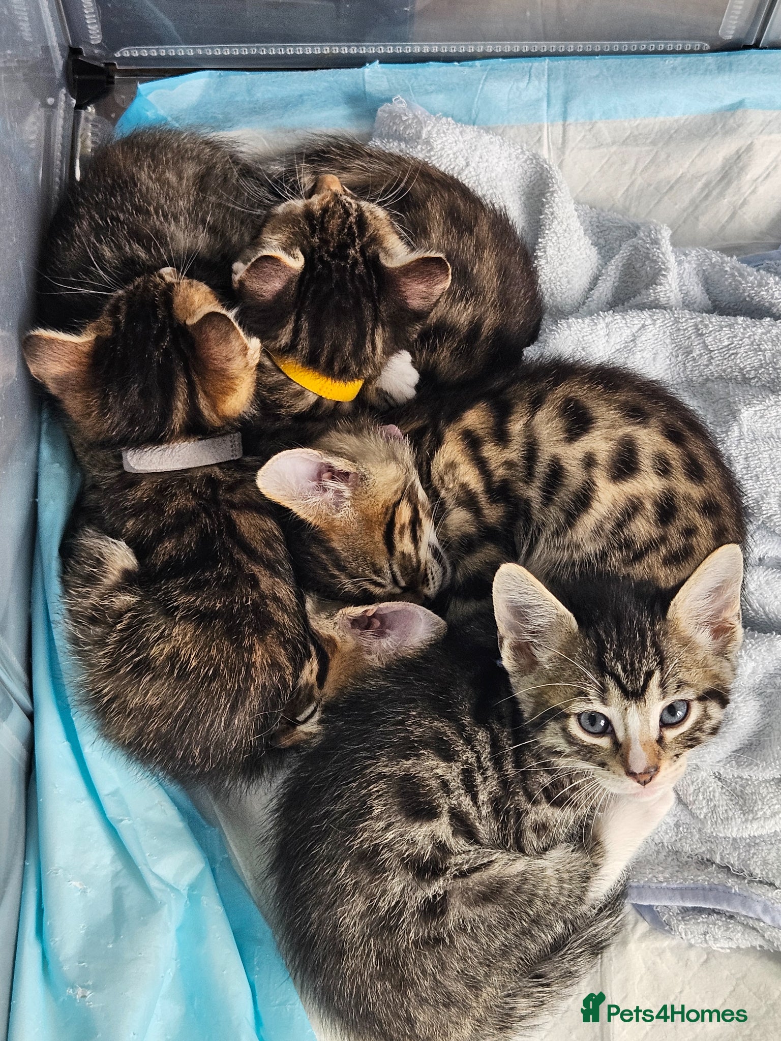 Bengal cats Begal cross kittens Ready 2nd June.  - Advert 2