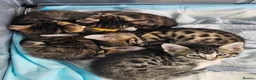 Bengal cats for sale: Begal cross kittens  - Advert 4