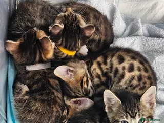 Bengal cats Begal cross kittens Ready 2nd June. - Advert 5