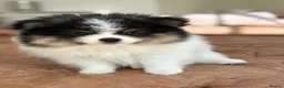 Pomeranian dogs for sale: Stunning KC Registered Small Pomeranian Puppies - Advert 5