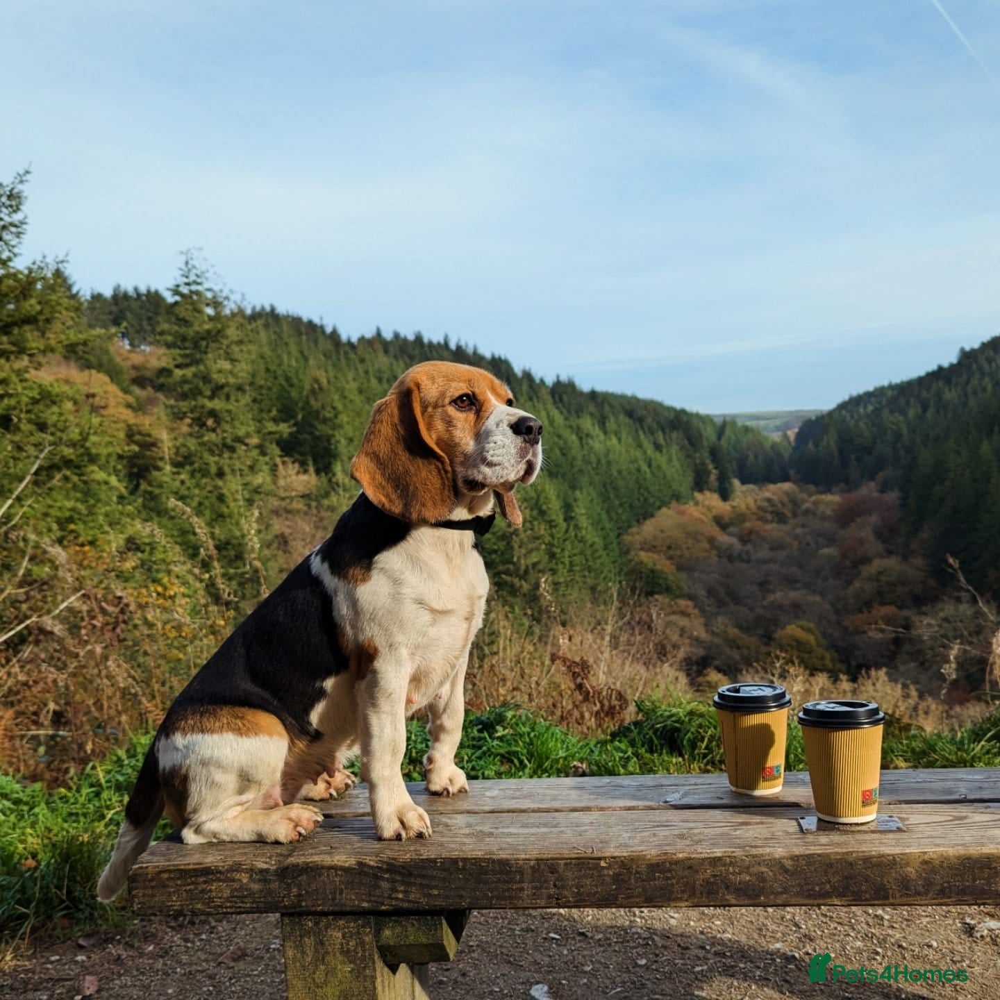 Beagle dogs Gorgeous Beagle puppies - Advert 2