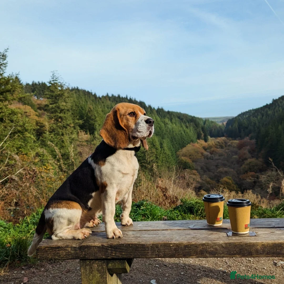 Beagle dogs for sale: Gorgeous Beagle puppies - Advert 2