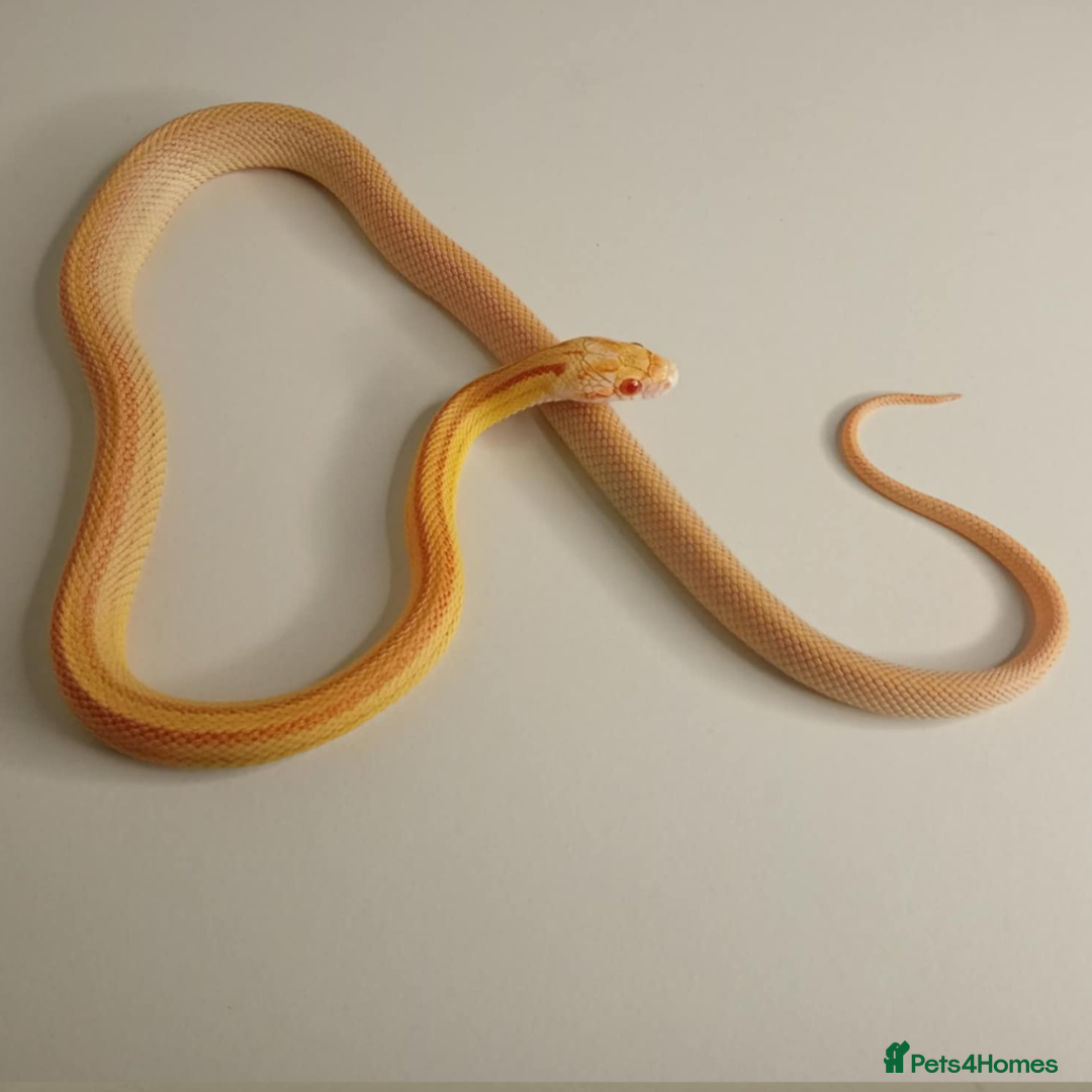 Corn Snake reptiles for sale: Corn Snakes Available UKCB25 - Advert 3