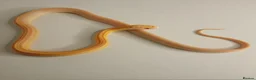 Corn Snake reptiles for sale: Corn Snakes Available UKCB25 - Advert 3