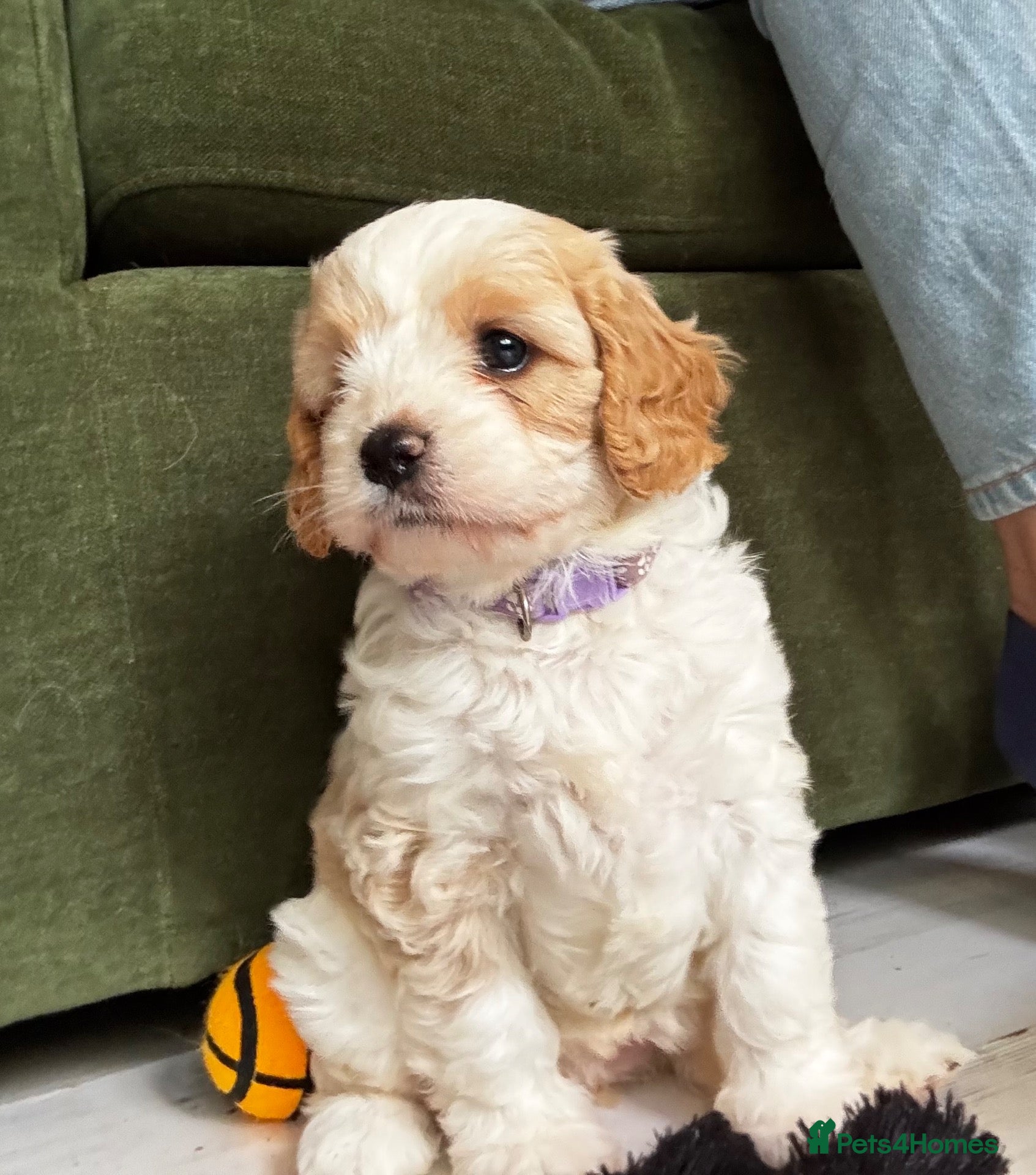 Cavapoo dogs for sale: Cavapoo puppies F1 fully health tested parents - Advert 1
