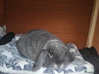 Mixed Breed rabbits Gorgeous boy needs a loving forever home - Advert 6