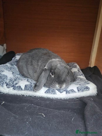 Mixed Breed rabbits Gorgeous boy needs a loving forever home - Advert 5