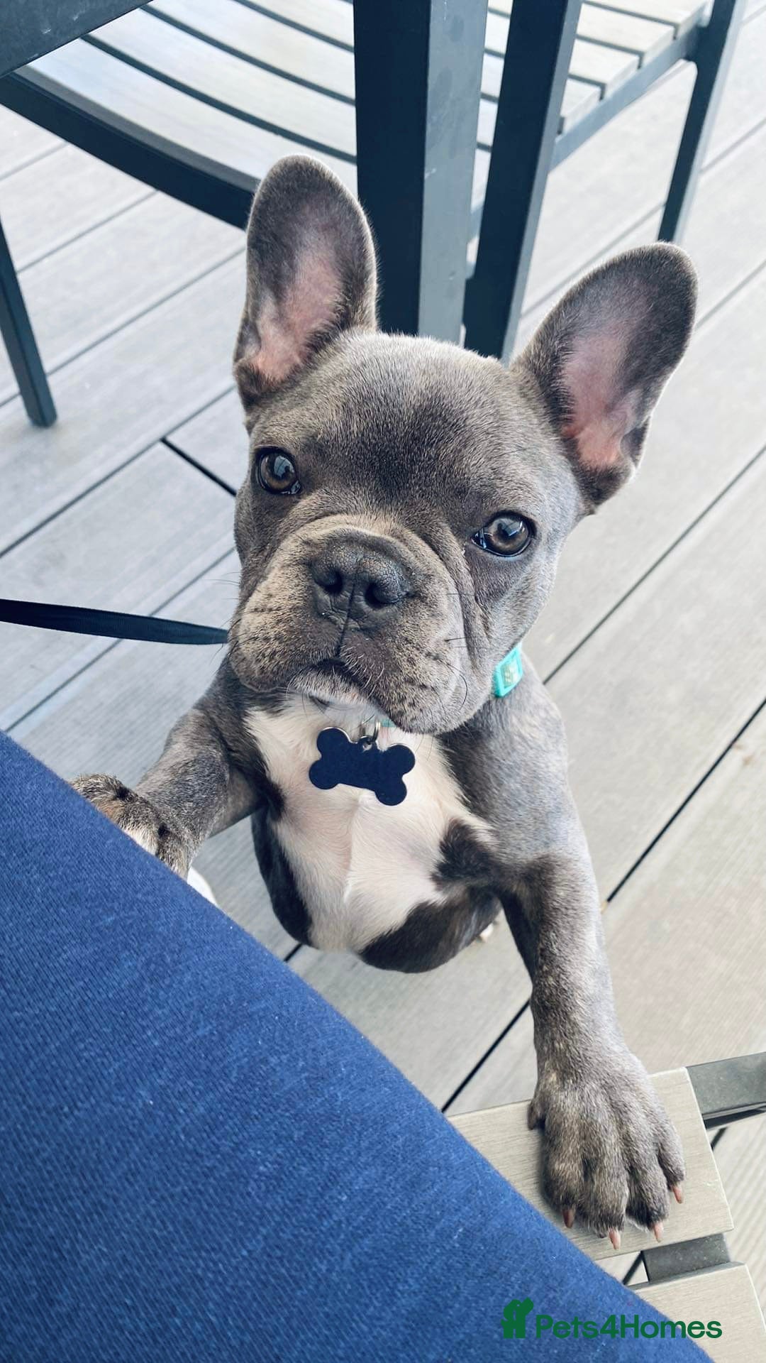 French Bulldog dogs for sale: Loving French Bulldog Looking for a New Home - Image 2