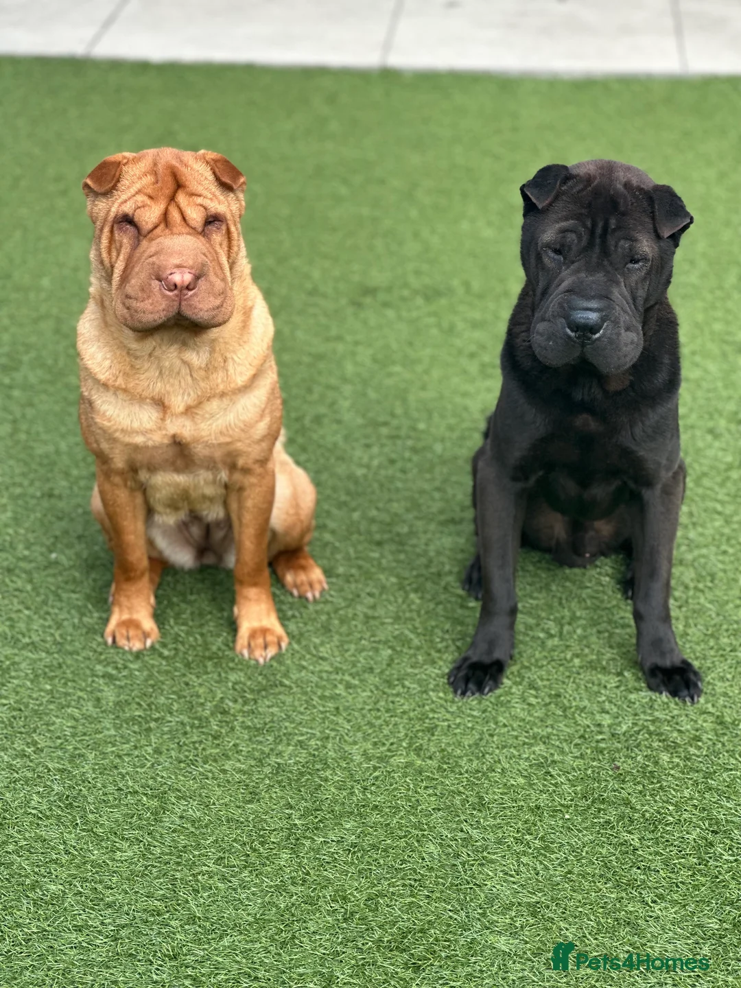 Shar Pei dogs for sale: One stunning male, red fawn Sharpei left  - Advert 30