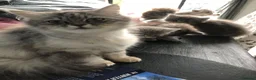 Persian cats for sale: 1/2 persian - Advert 1
