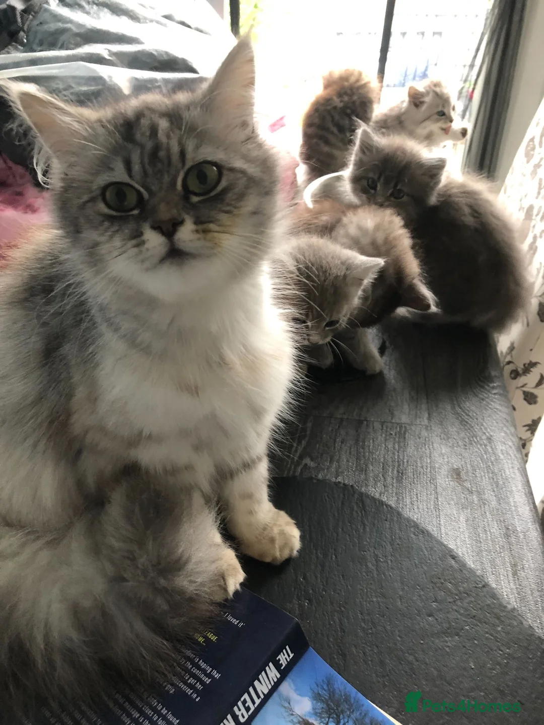 Persian cats for sale: 1/2 persian - Advert 1