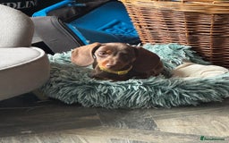 Miniature Dachshund dogs for sale: READY NOW Stunning miniature dachshund pups in Mirfield - Image 26