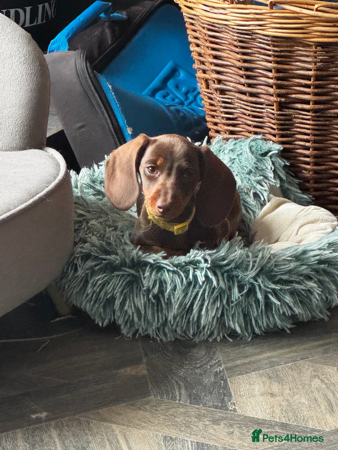 Miniature Dachshund dogs for sale: READY NOW Stunning miniature dachshund pups in Mirfield - Image 26