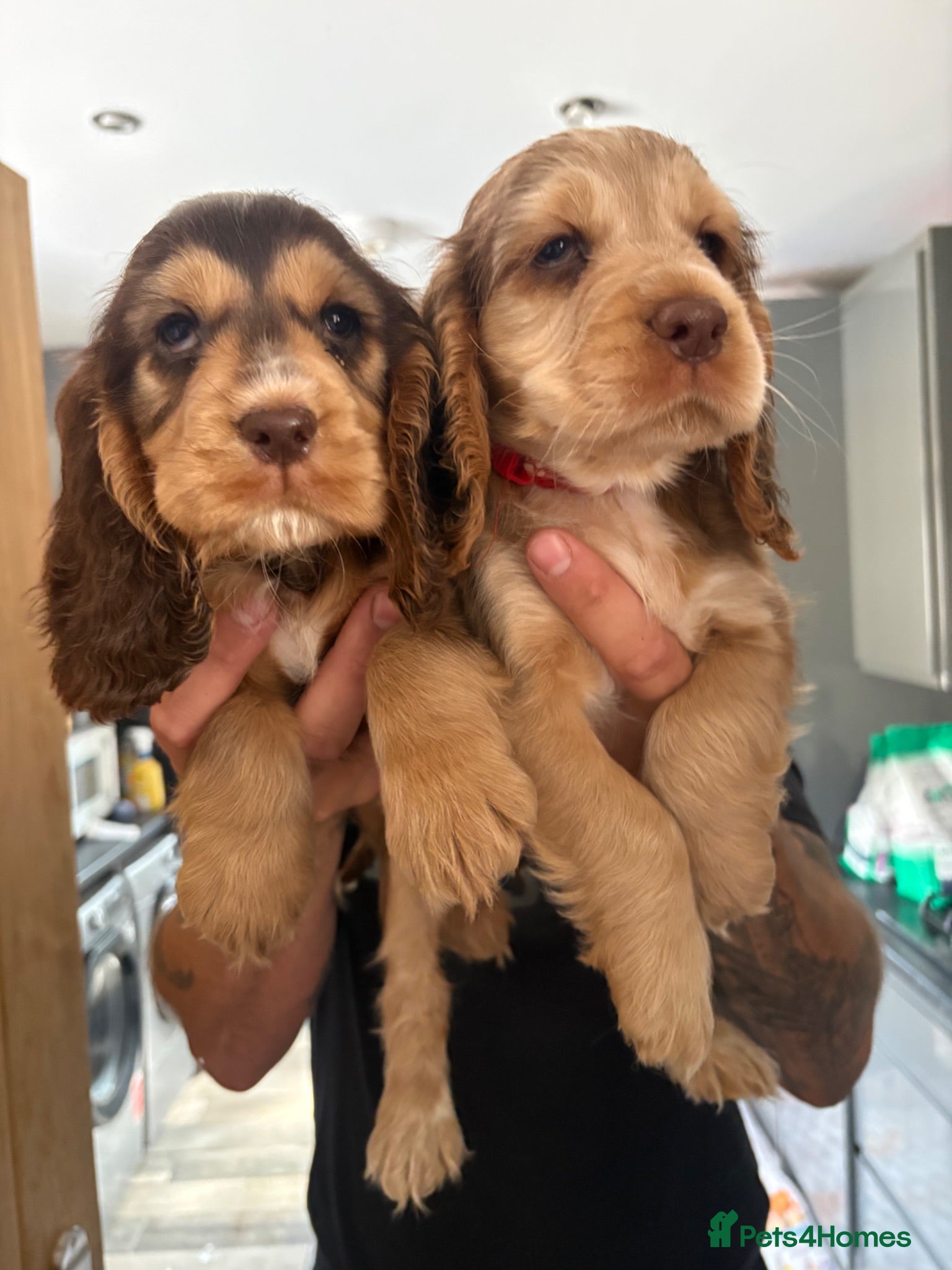 Cocker Spaniel dogs VET CHECKED 💯 Quality show cockers - Advert 1