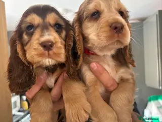 Cocker Spaniel dogs READY NOW 💯 Quality show cockers - Advert 1